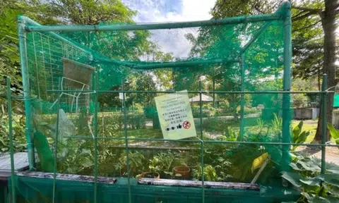 Even nets don't stop thefts from allotment garden plots: 'I'm very disappointed and angry'