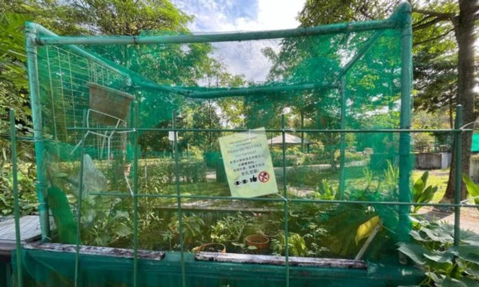 Even nets don't stop thefts from allotment garden plots: 'I'm very disappointed and angry'