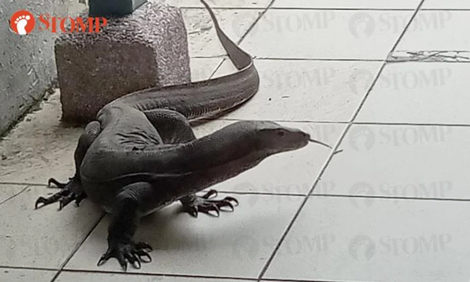 Man thrilled to see 'such a big monitor lizard' for the first time in his life in Clementi