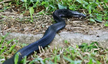Venomous cobra spotted in Serangoon Gardens
