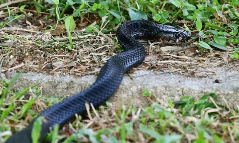 Venomous cobra spotted in Serangoon Gardens