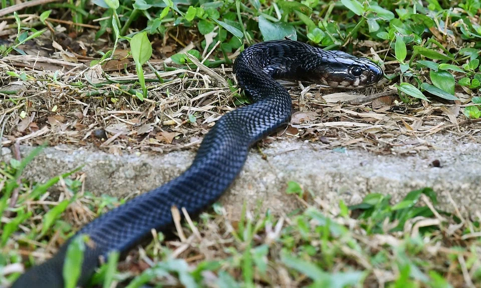 Venomous cobra spotted in Serangoon Gardens