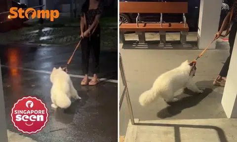Stomper heartbroken to see woman dragging dog in Serangoon, owner responds