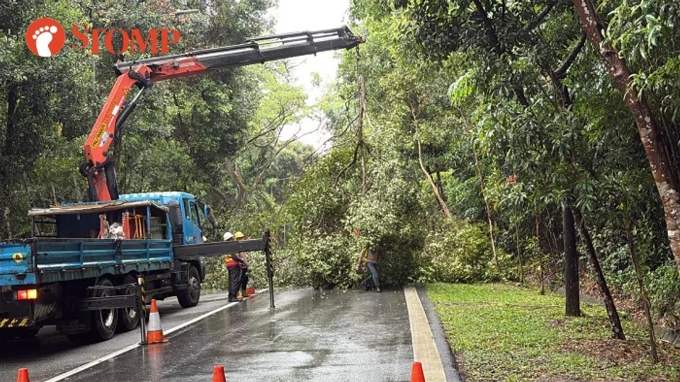 A crane and workers clearing the tree from the road.