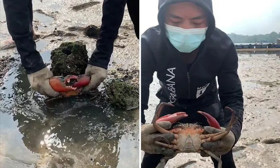 crabbing singapore