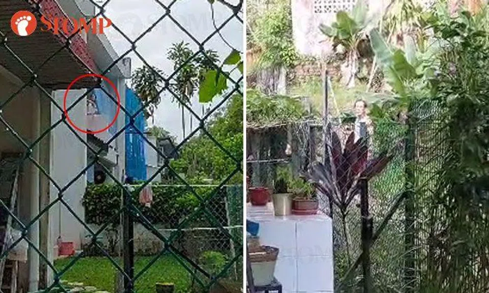 Man shoots stones at birds and disturbs them with long stick in Yio Chu Kang