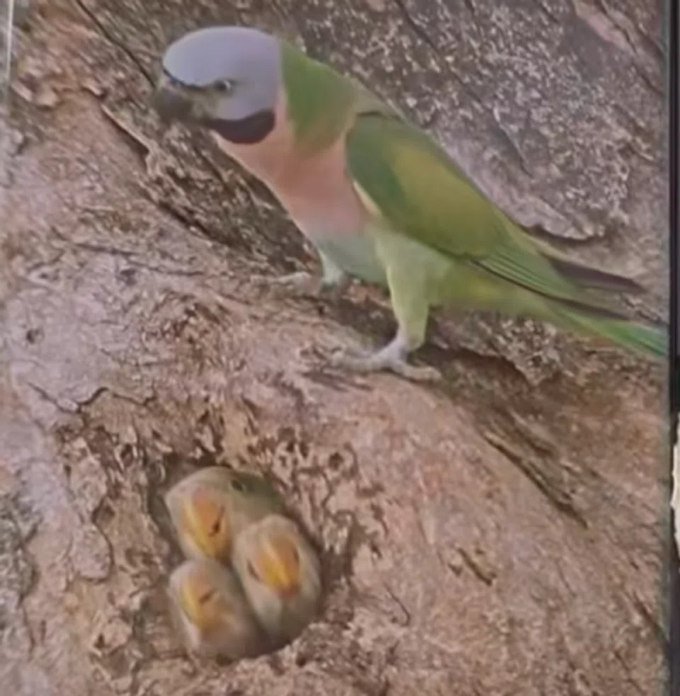The family of red-breasted parakeets caught the eye of many. 
