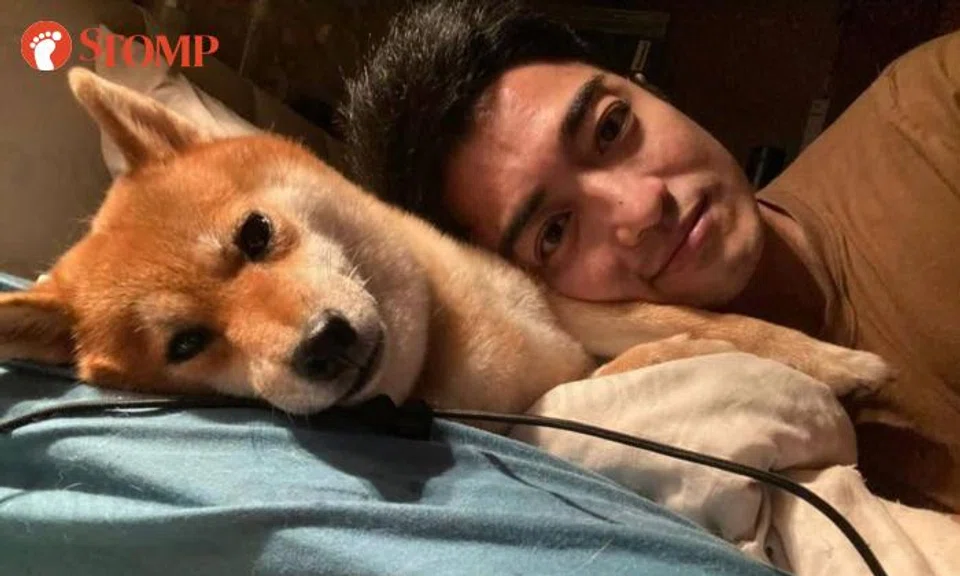 Heartbroken owner looking for Shiba Inu that left Hume Ave condo after getting spooked by thunder