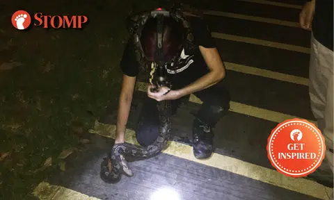 Well done, ACRES team for skills and bravery while catching python at Pasir Ris Drive 1!
