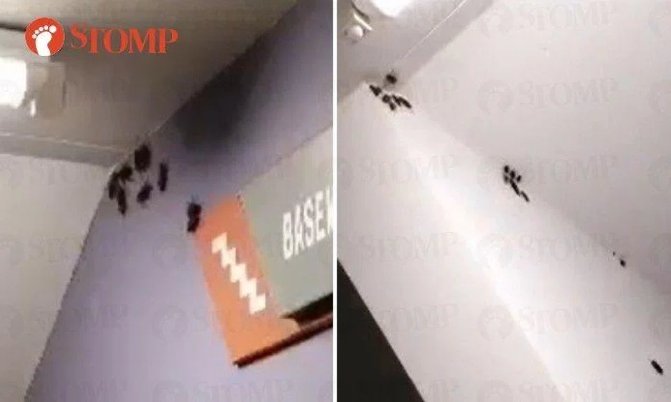Man appalled to find intrusion of cockroaches at Compassvale Link staircase landing