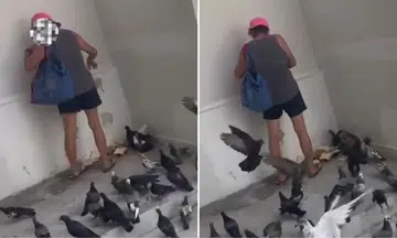 shanmugam calls out illegal pigeon feeding in nee soon