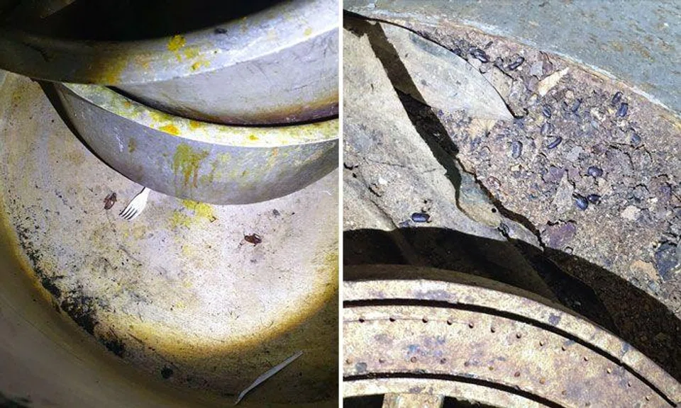 Central kitchen fined $6,000 after 'widespread cockroach infestation' found in premises