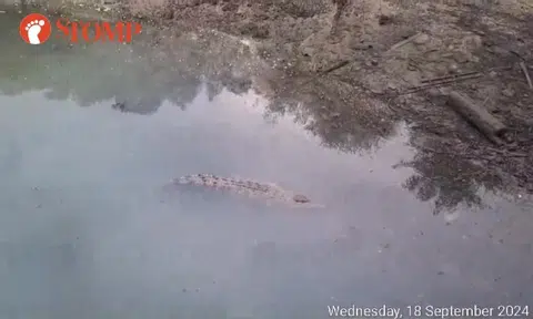 Is crocodile at Woodlands Waterfront Park the same one spotted in 2021?