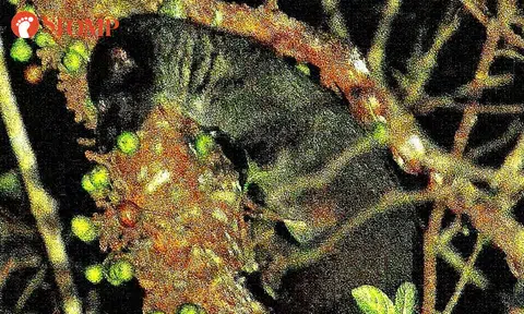 Man finally catches sight of rare and elusive three-striped palm civet after several attempts