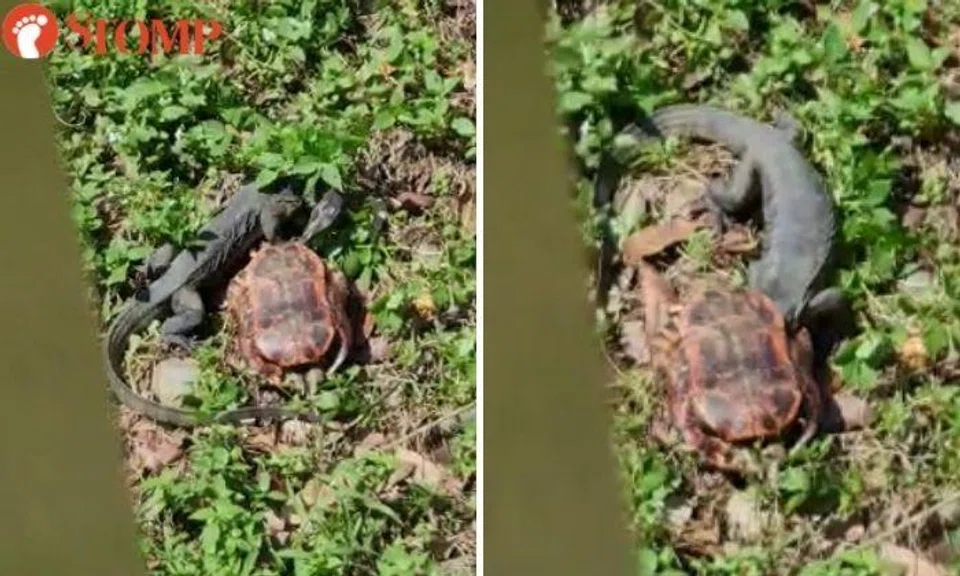 Screenshots of video showing a monitor lizard with a tortoise shell.
