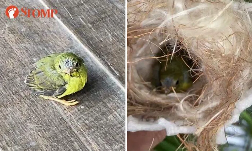Baby sunbird that hatched on condo resident's balcony moves on to greater heights