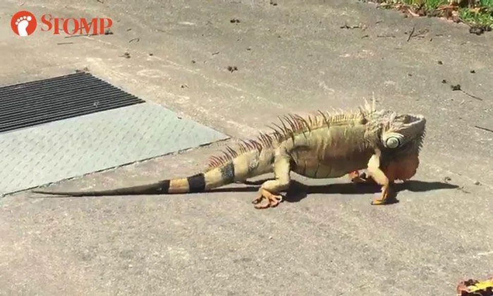 Would you do what this motorcyclist did after encountering exotic iguana at Jln Pesawat?