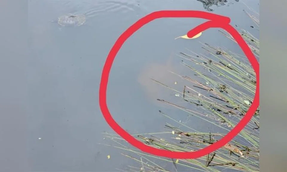 Ray spotted in Seletar Aerospace Park pond, suspected to have been illegally released there