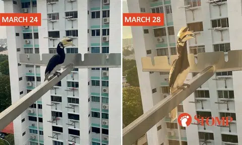 Serangoon North resident feels lucky to see hornbill outside kitchen window, gets 2nd visit 4 days later