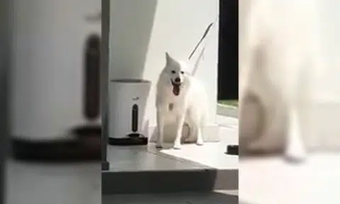 AVS advises owner to improve dog's living conditions after it was left on short tether under hot sun