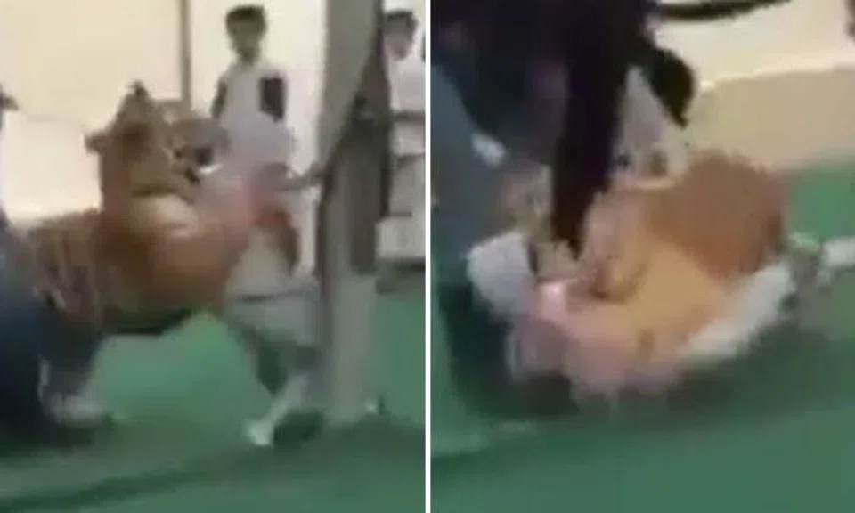 Tiger grabs and pins screaming girl on the ground in Saudi Arabia market