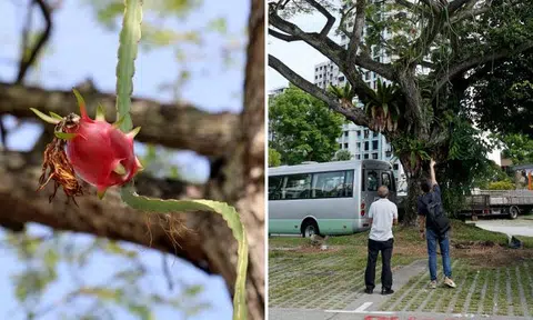 Old trees suddenly bearing dragon fruit, residents seen using poles to pick them