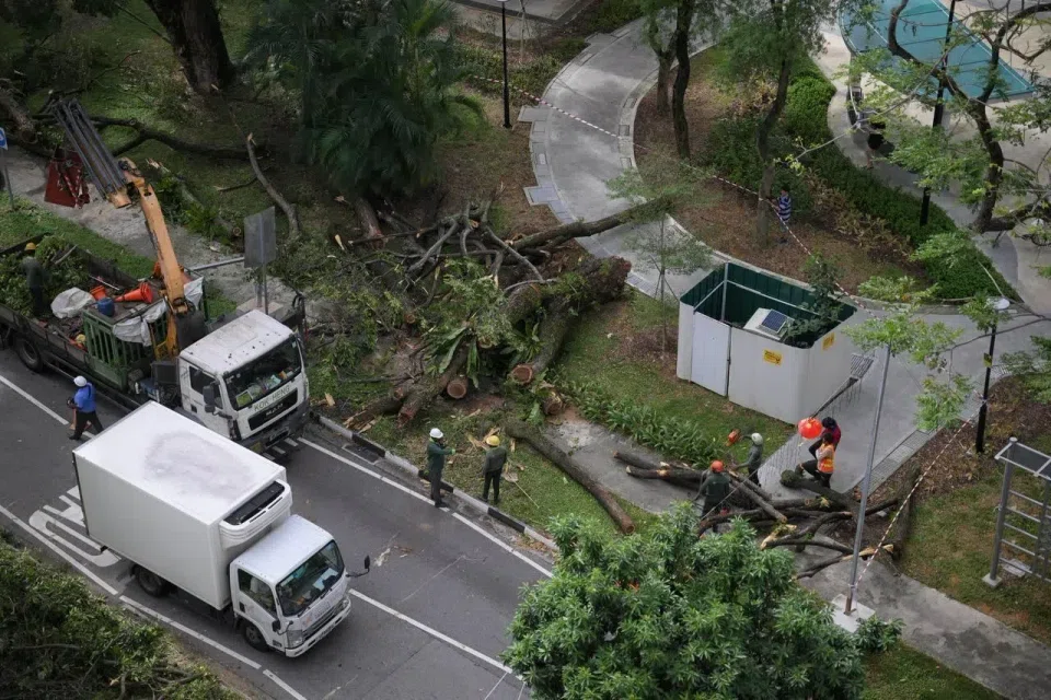 By around 10am, one lane of Pipit Road had been opened for traffic and workers were loading pieces of the fallen tree into a lorry.