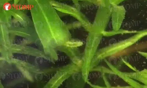 Can you spot the mysterious creature hidden among the water plants in Lau Lup's fish tank?