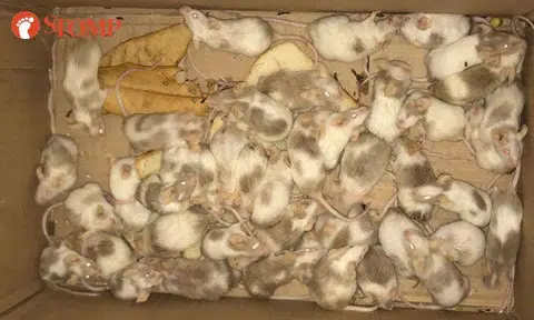 Over 50 abandoned mice found at Pasir Ris Dr 4: Case of overbreeding?