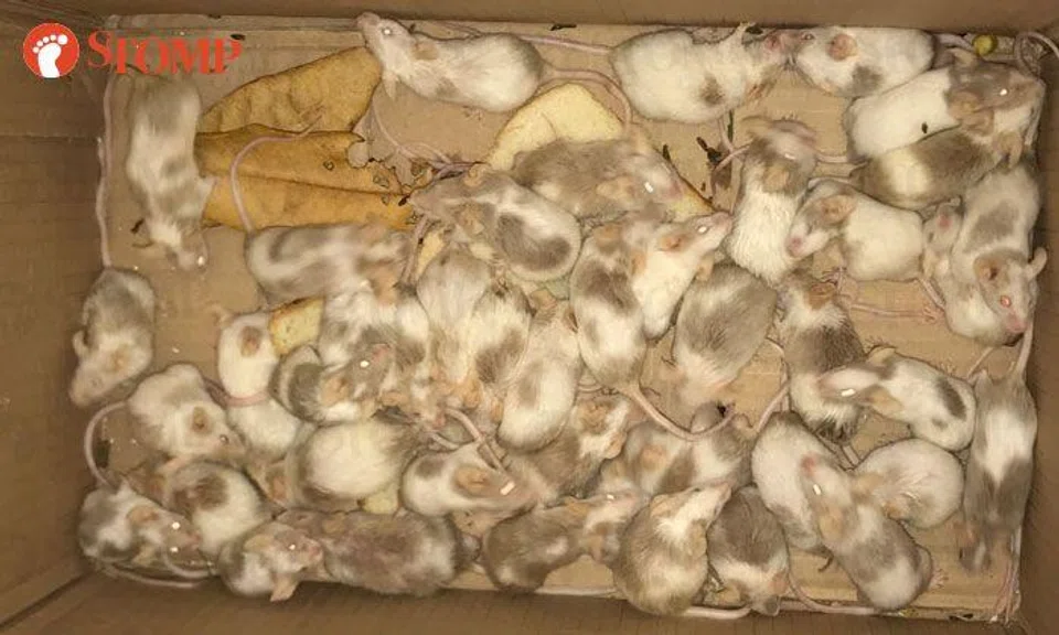 Over 50 abandoned mice found at Pasir Ris Dr 4: Case of overbreeding?