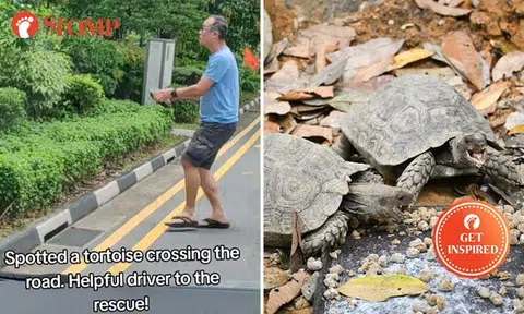 Kind driver selflessly helps lone tortoise cross busy road back to MacRitchie Reservoir