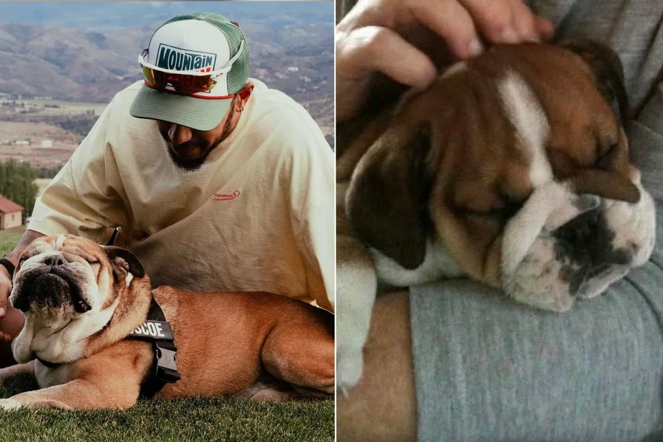 Lewis Hamilton's 12-year-old English bulldog died from pneumonia on Sept 28.