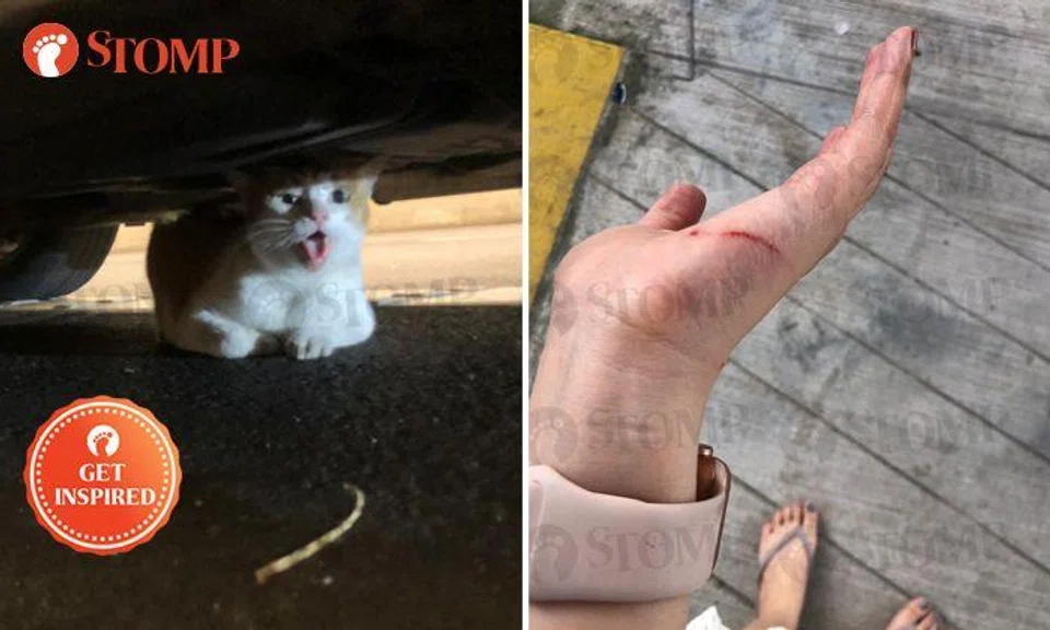 Speedoc co-founder sees cat hit by car in KPE tunnel -- and goes to great lengths to rescue it