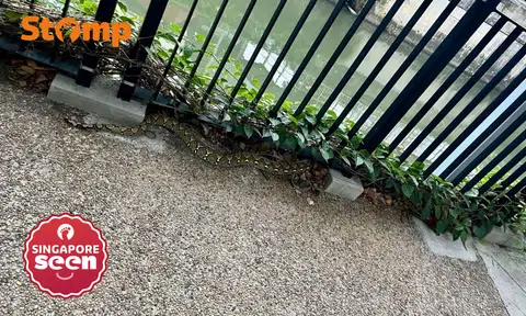 Large python looking well-fed at Whampoa River: 'Cool and terrifying'