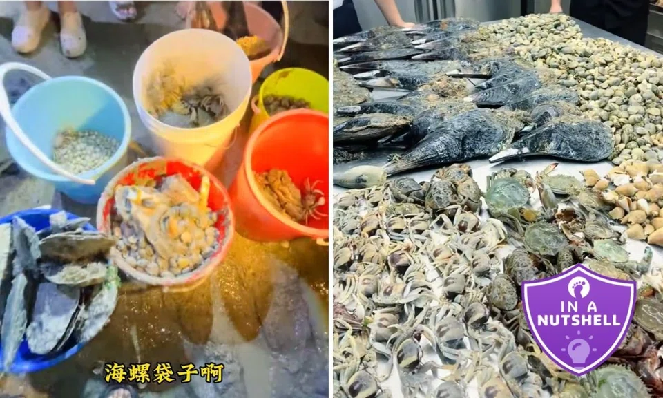 gan hai intertidal foraging seafood viral trend