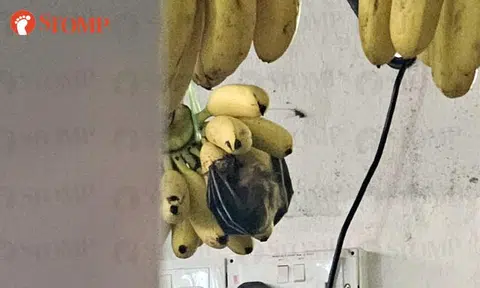 Fruit stall vendor responds to Stomp video of bat eating bananas in Ang Mo Kio