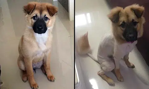 Poor dog gets ridiculous haircut in China because owner doesn't speak Mandarin