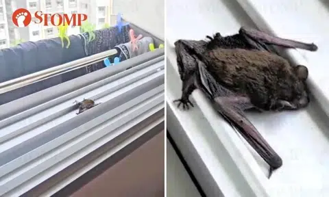 Yishun resident finds tiny bat lying motionless in her kitchen balcony: 'Is it dead already?'