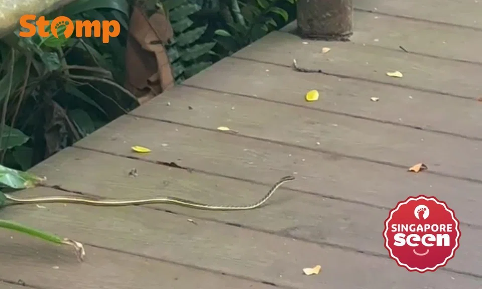 Snake on walkway