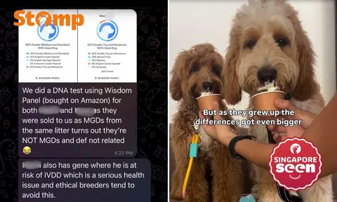 Owners question 'Mini Goldendoodles' sold by S'pore pet shop after DNA test raises doubts