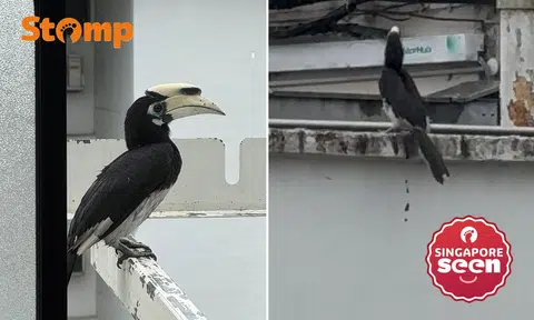 Hornbill knocks on kitchen window of Ang Mo Kio flat in surprise visit, leaves 'gift' behind