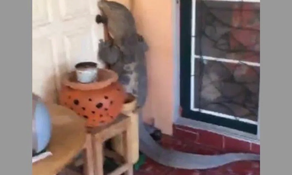 'Monster-sized' monitor lizard is a 'frequent visitor' at Thai man's home
