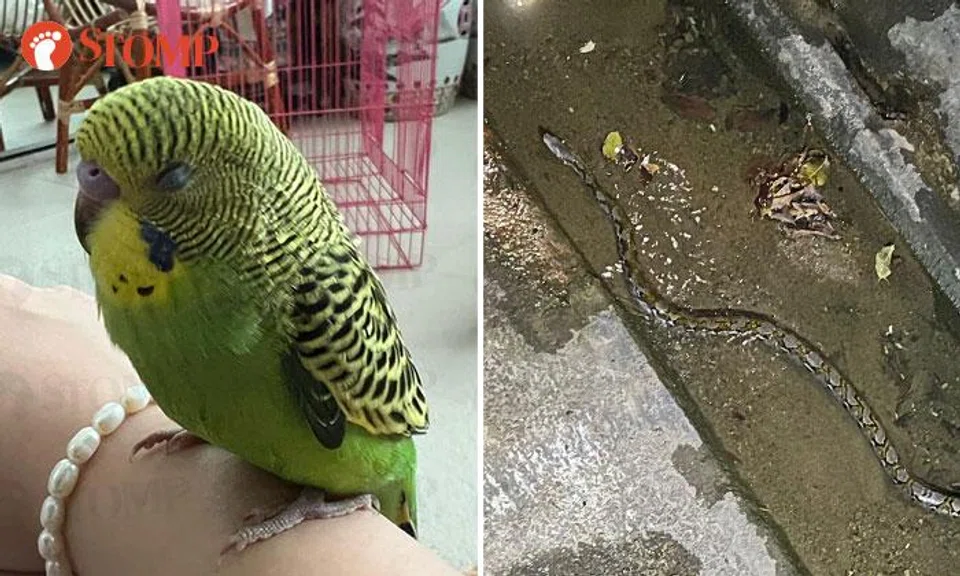 'I was worried it might have eaten my baby bird': Woman sees python while searching for missing pet 