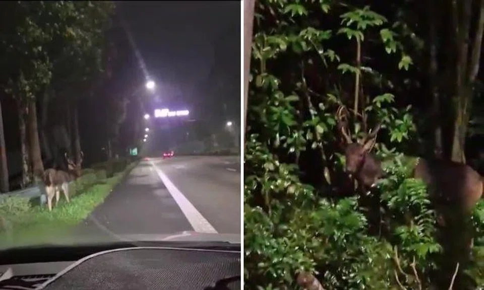 Video of sambar deer at side of BKE goes viral