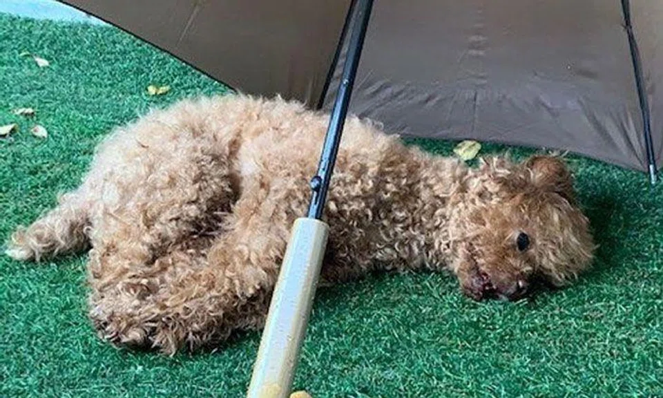 The 11-year-old toy poodle, named Dou Dou, landed on a grass patch on the ground floor and started bleeding from its mouth. It was later put down. PHOTO: NATIONAL PARKS BOARD