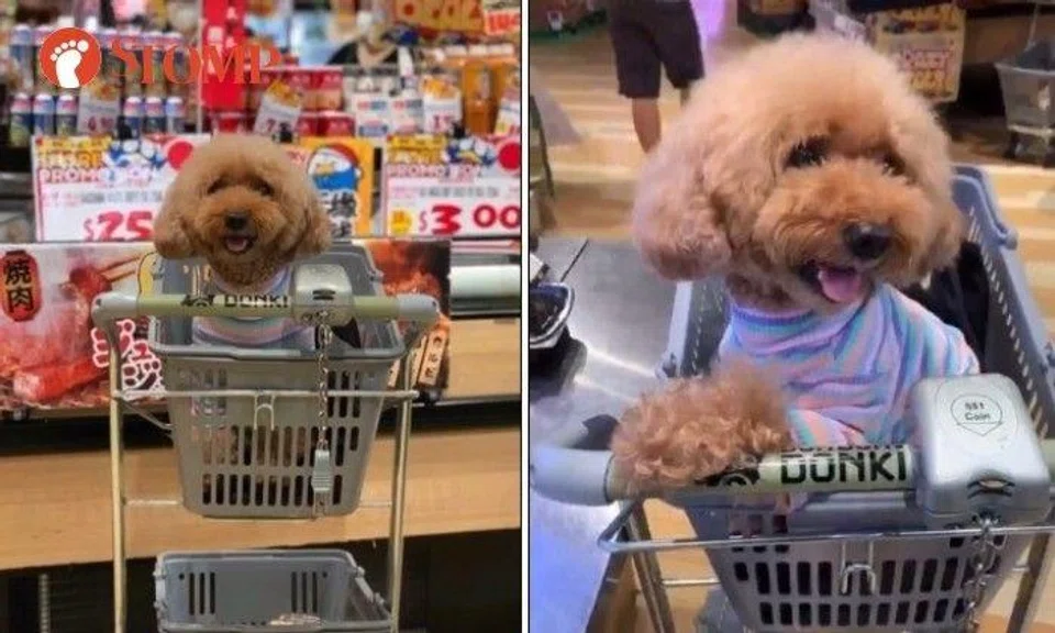 Don Don Donki clarifies pets aren't allowed in stores after Instagrammer posts photos of dog at City Square Mall outlet