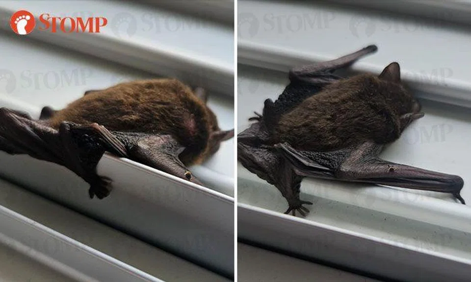 grounded bat 