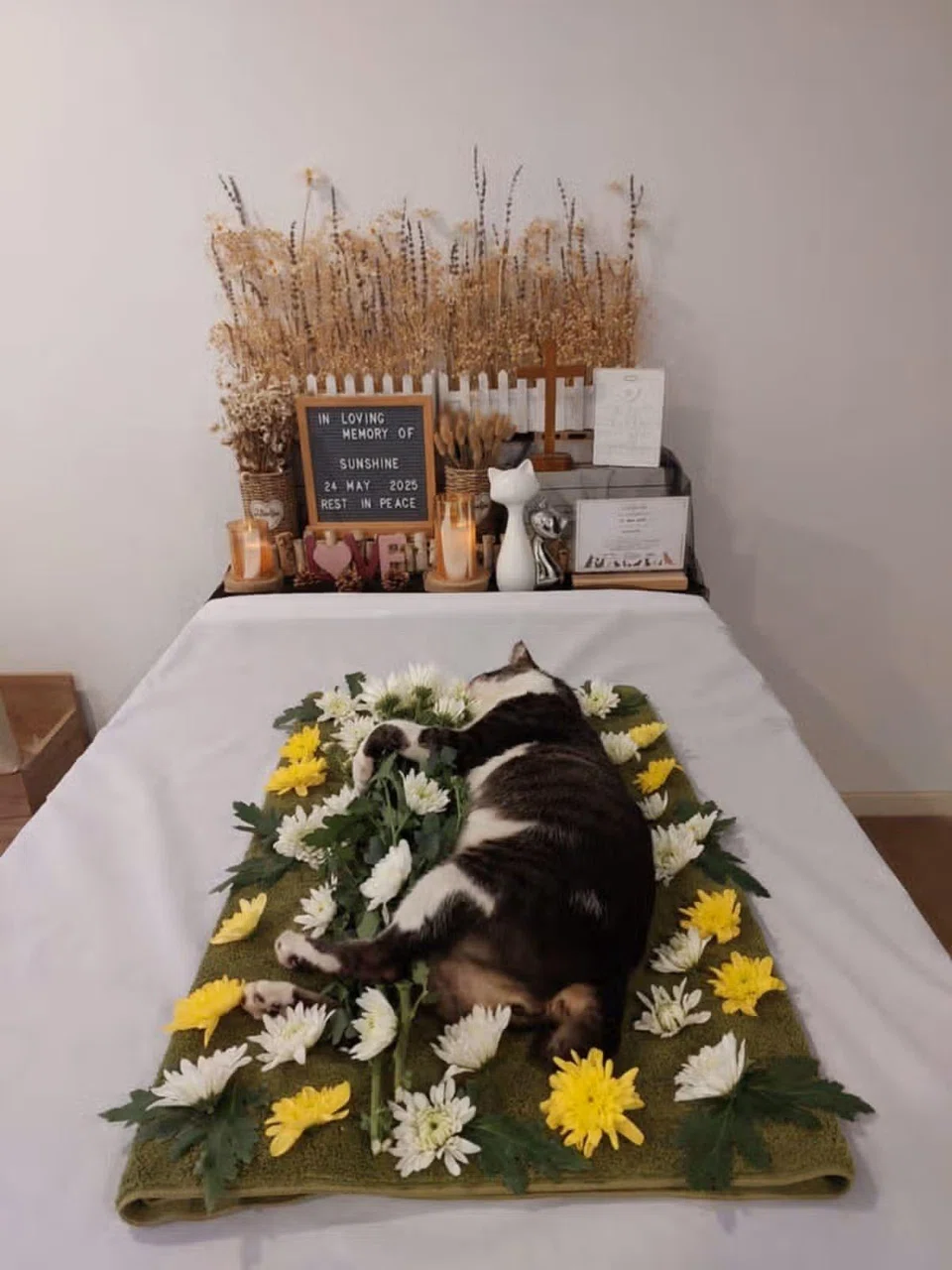 cat funeral