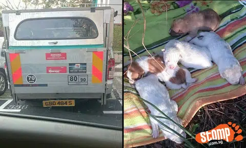 Mysterious man driving pickup truck GBD484S allegedly takes stray puppies away after Stomper relocates them