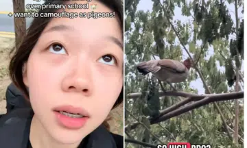 TikToker spooked by flying chickens in Tampines school: 'Want to camouflage as pigeons'